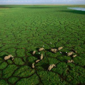 Migrations_Migrations_Migrations_1+Elephants+grazing+in+Lake+Amboseli,+Amboseli+National+Park,+Kenya+_0007