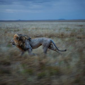 After appearing cautious amongst the Vumbi pride, resident male Hildur inexplicably began to run, and continued to run for five miles.  He was running to his other pride where we found him consorting with an estrus female the next day.  Serengeti National Park, Tanzania, 2012.